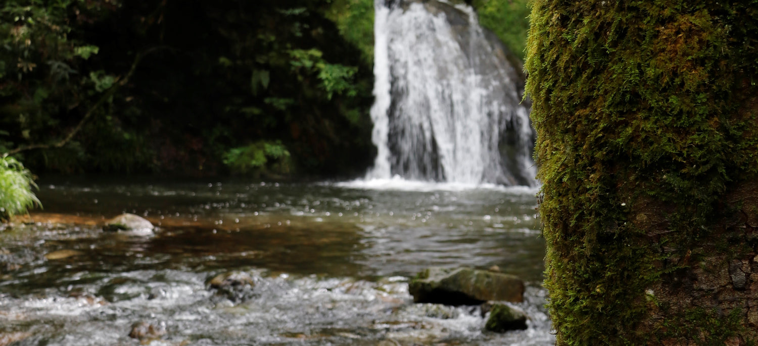 HinokiBranch Balancing Soul and Wellness