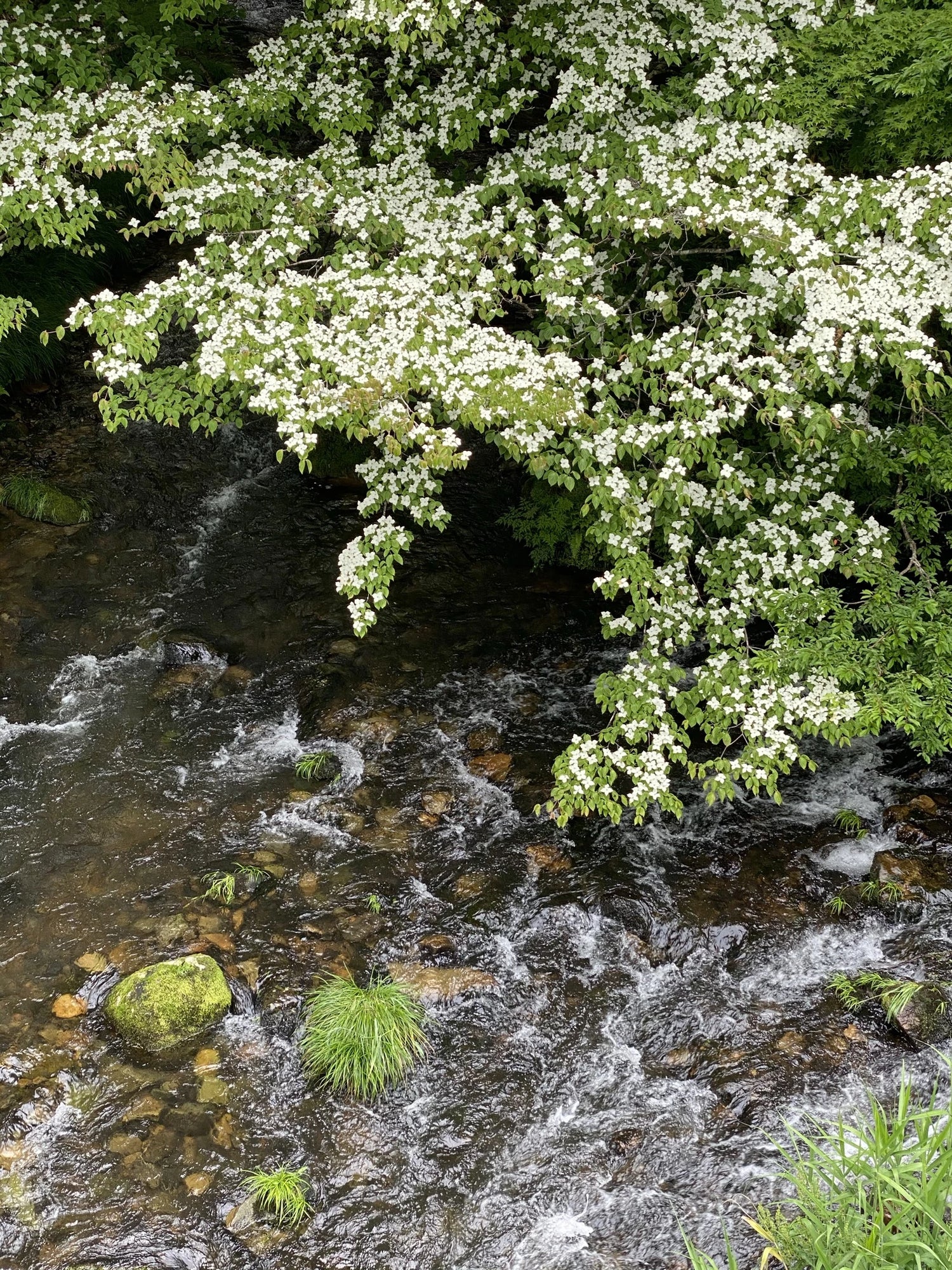 Therapeutic Forest
